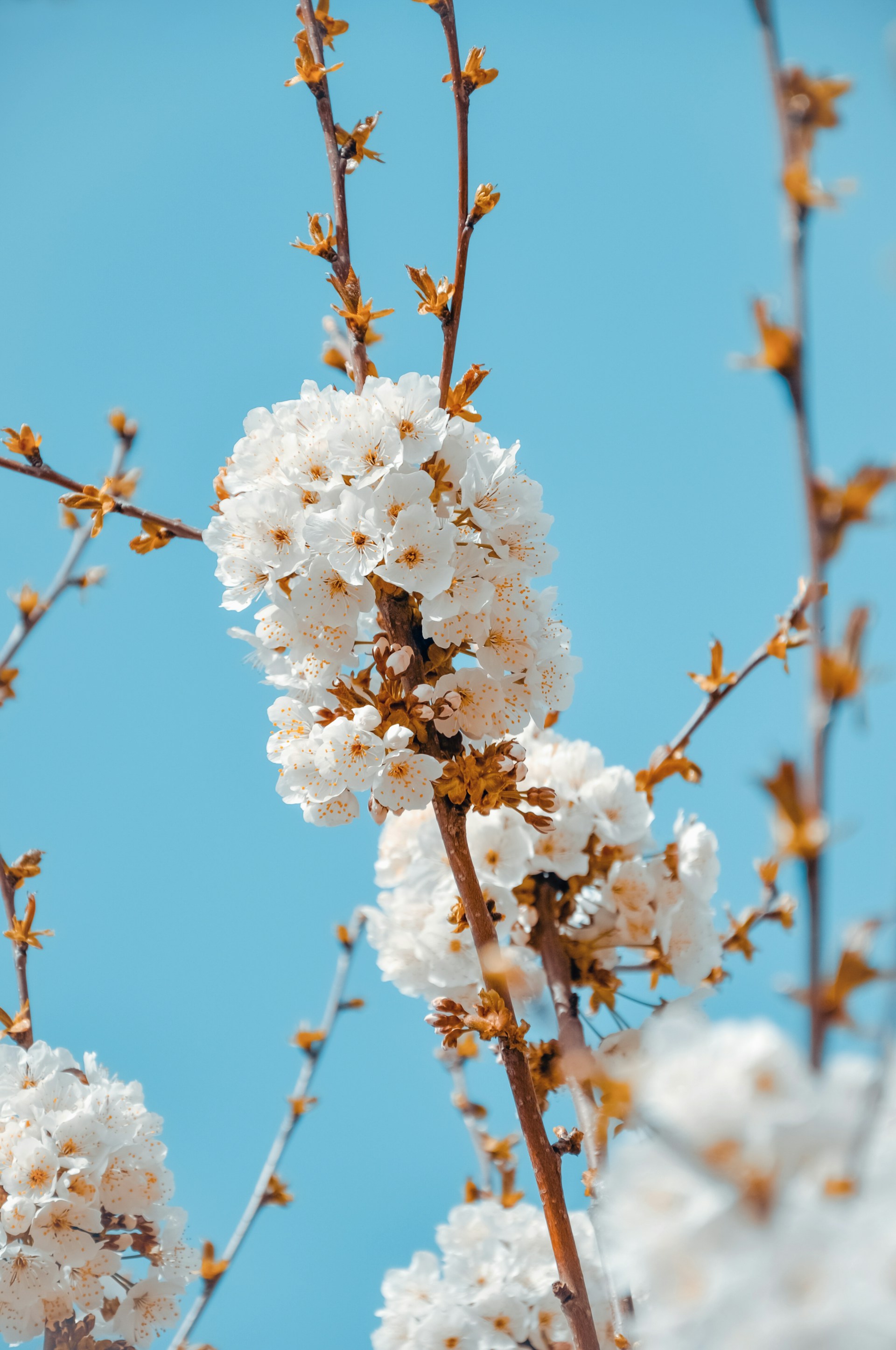 marronnier community management mars 2026